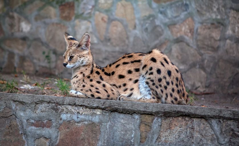 Servals