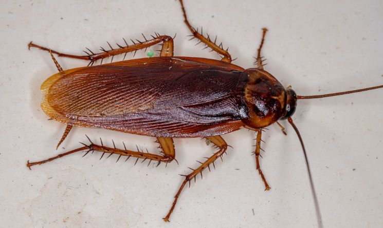 American Cockroach Scientific Name: Periplaneta americana