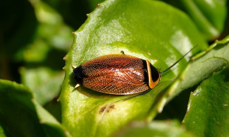 Australian Cockroach Scientific Name: Periplaneta australasiae