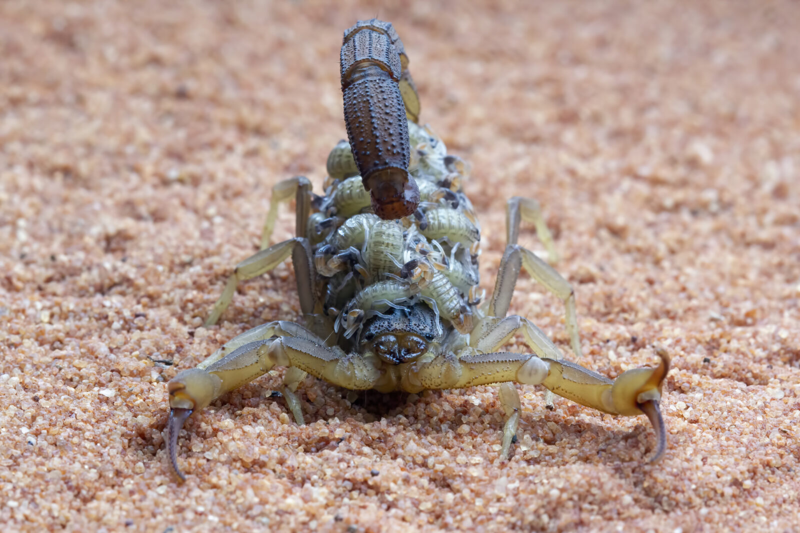 Baby Scorpions