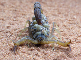 Baby Scorpions