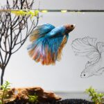 Betta fist with its stunning Flare display