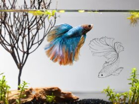 Betta fist with its stunning Flare display