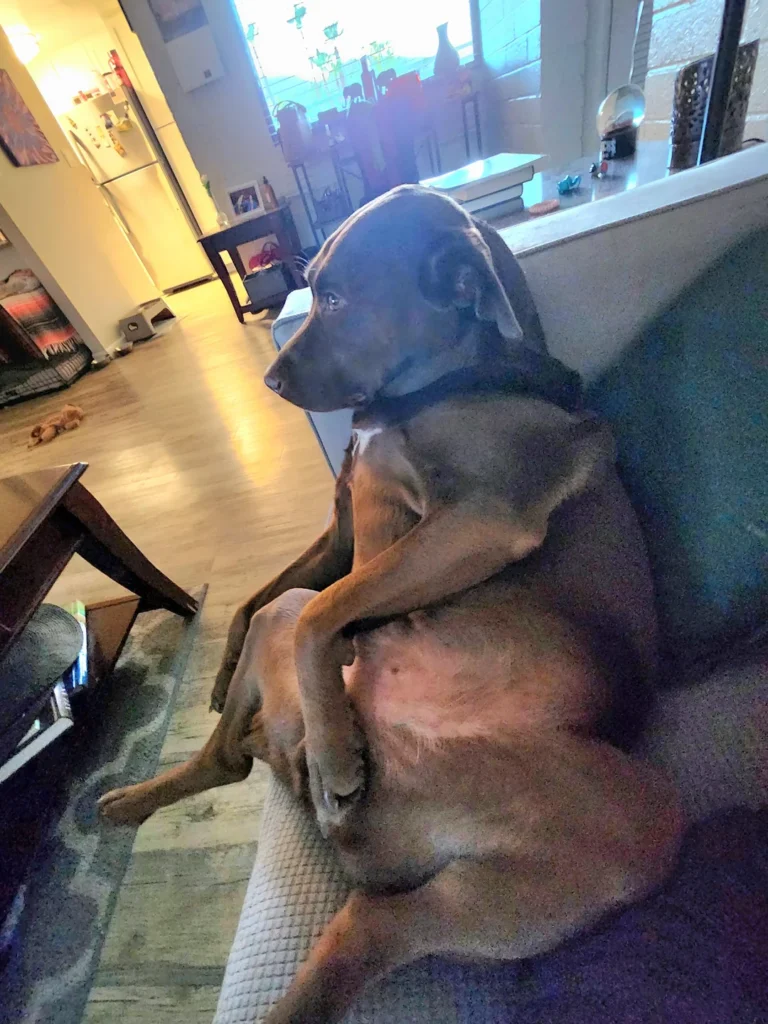 Brown Labrador sitting upright on a couch like a human, with a blank and contemplative expression