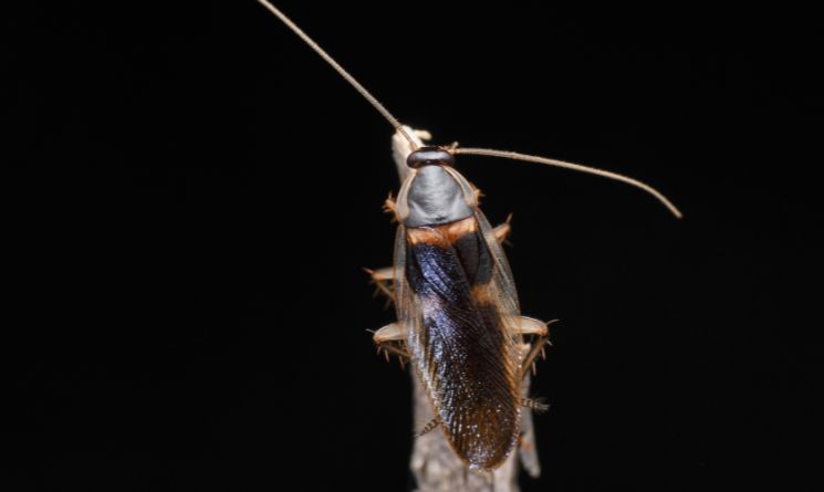 Brown-banded Cockroach Scientific Name: Supella longipalpa