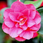 Camellia japonica