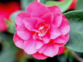 Camellia japonica