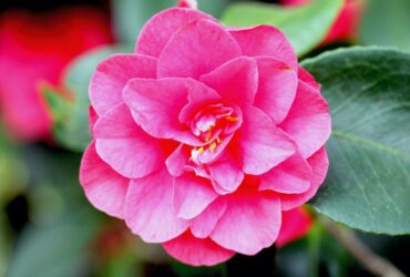 Camellia japonica