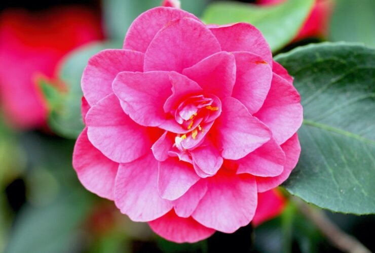 Camellia japonica