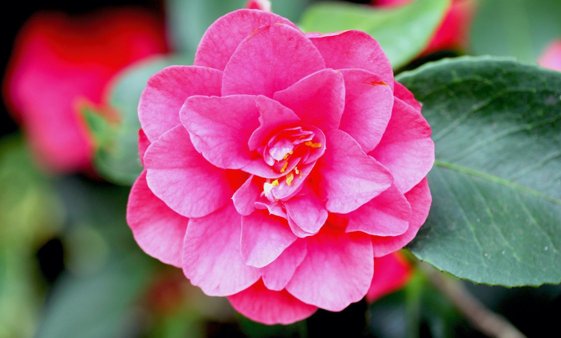 Camellia japonica