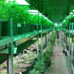 Cannabis-Infused