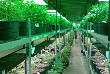 Cannabis-Infused