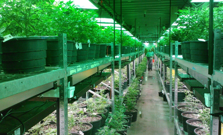 Cannabis-Infused
