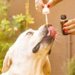 Cbd oil, Dog, Animal image.