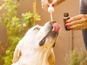 Cbd oil, Dog, Animal image.