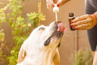 Cbd oil, Dog, Animal image.