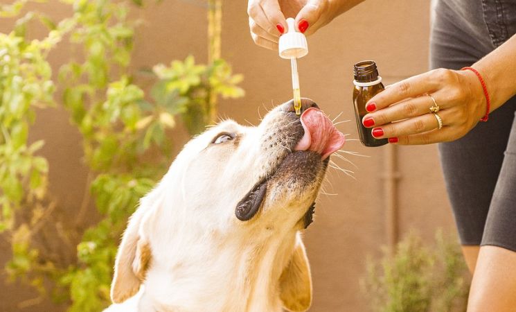 Cbd oil, Dog, Animal image.