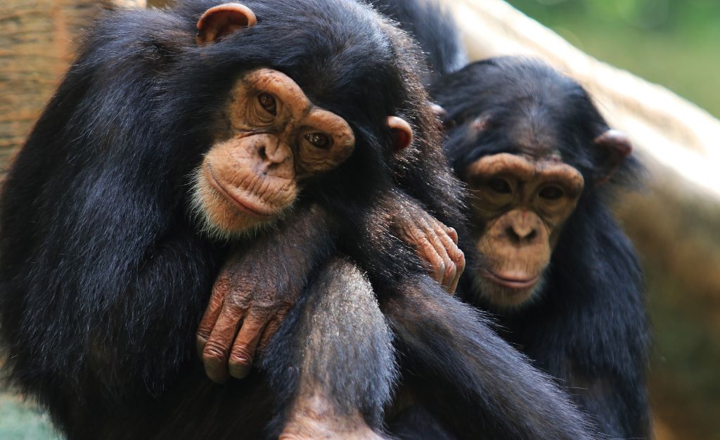 Chimpanzees resting with hands on legs 