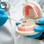 Denture, dentist holding dental teeth