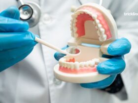 Denture, dentist holding dental teeth