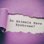 Do Animals Have Eyebrows