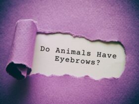 Do Animals Have Eyebrows