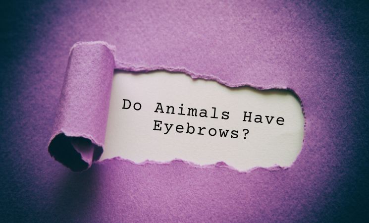 Do Animals Have Eyebrows