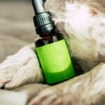 Dog, Pet, Animal image - CBD