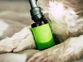 Dog, Pet, Animal image - CBD