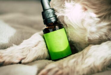 Dog, Pet, Animal image - CBD