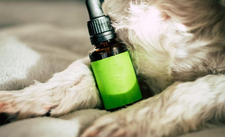 Dog, Pet, Animal image - CBD