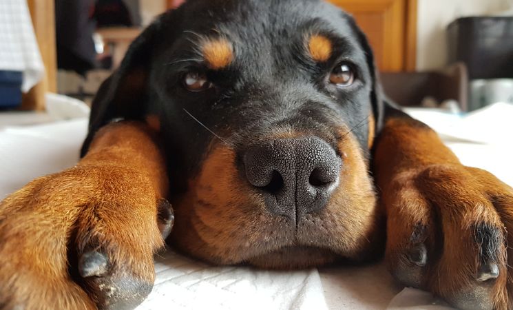 Rottweiler big dog
by SUNGJE CHO from Getty Images