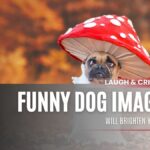 Funny French Bulldog Dog in Unique Mushroom Costume