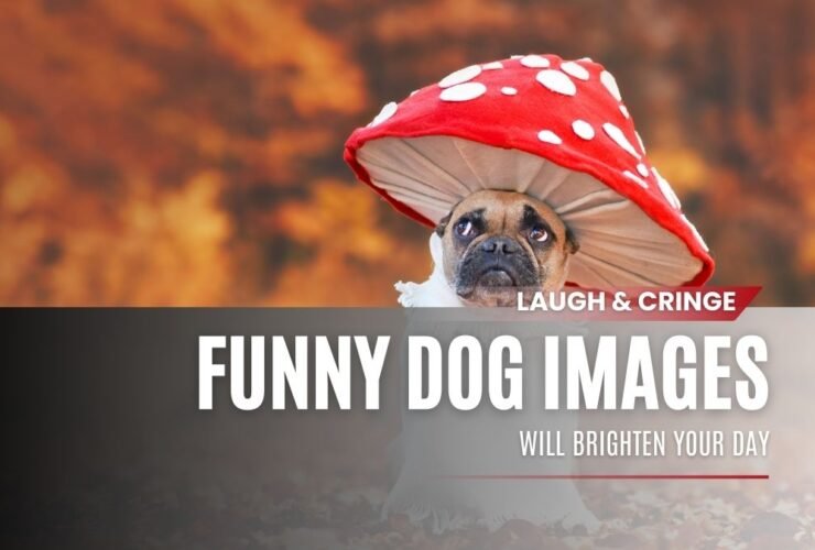 Funny French Bulldog Dog in Unique Mushroom Costume