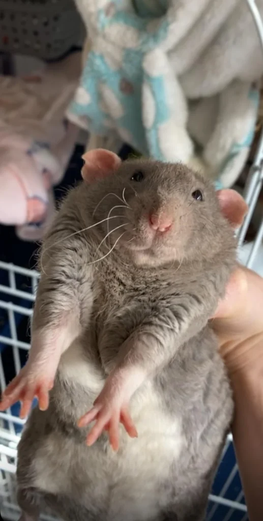 Funny image of a chubby gray rat being held with a sleepy expression — top 20 funniest pictures online