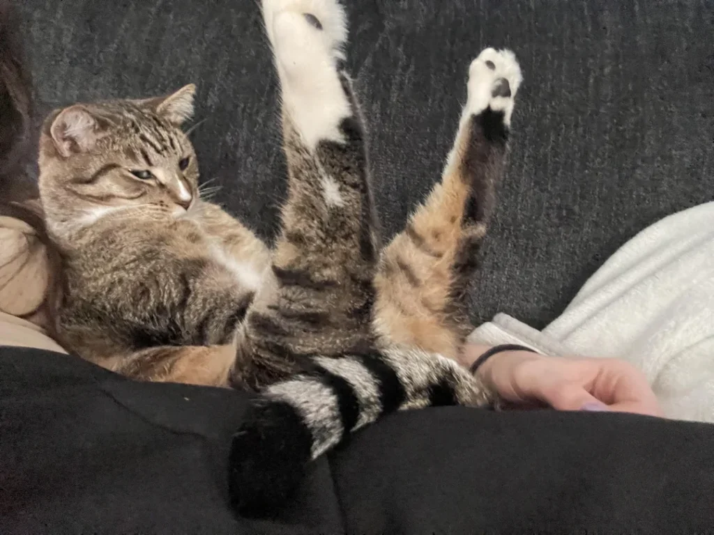 Funny photo of a cat sitting awkwardly on a couch with both legs sticking up — top 20 funny pictures online.
