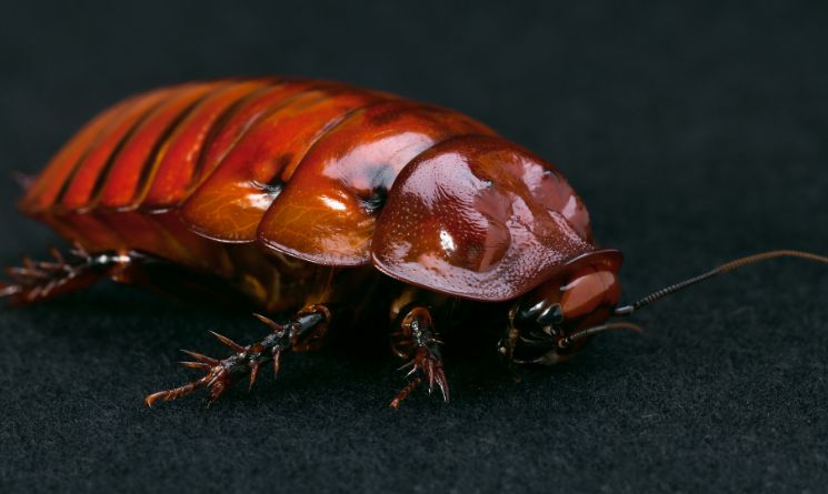 Giant Burrowing Cockroach Scientific Name: Macropanesthia rhinoceros