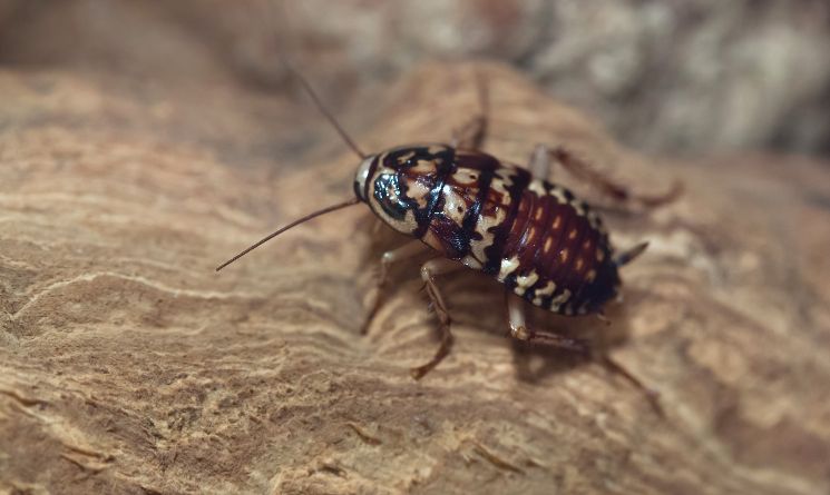 Harlequin Cockroach Scientific Name: Neostylopyga rhombifolia