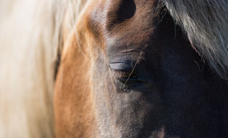 Horse Eyebrow by july7th from Getty Images Signature