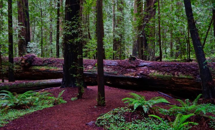 Redwood National and State Parks