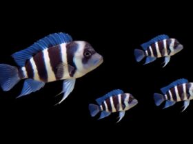 Cyphotilapia Frontosa Burundi 3cm