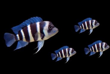 Cyphotilapia Frontosa Burundi 3cm