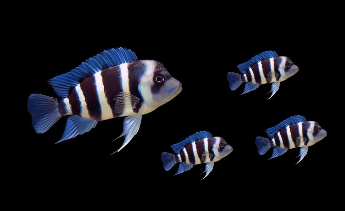 Cyphotilapia Frontosa Burundi 3cm