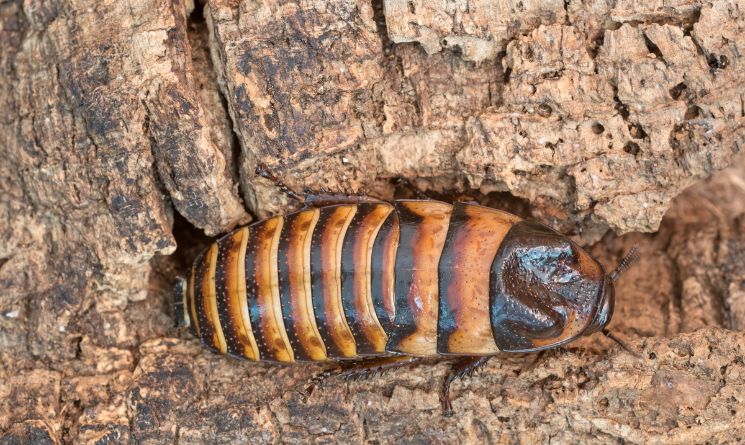 Madagascar Hissing Cockroach Scientific Name: Gromphadorhina portentosa