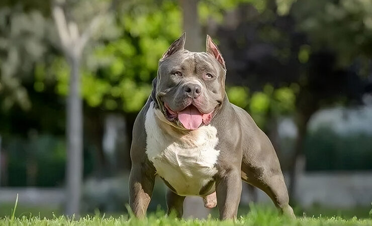 Micro bully is created by crossing American Pit Bull Terriers and American Bully dogs. Teacup Micro Bully is the smallest Micro bully breed.