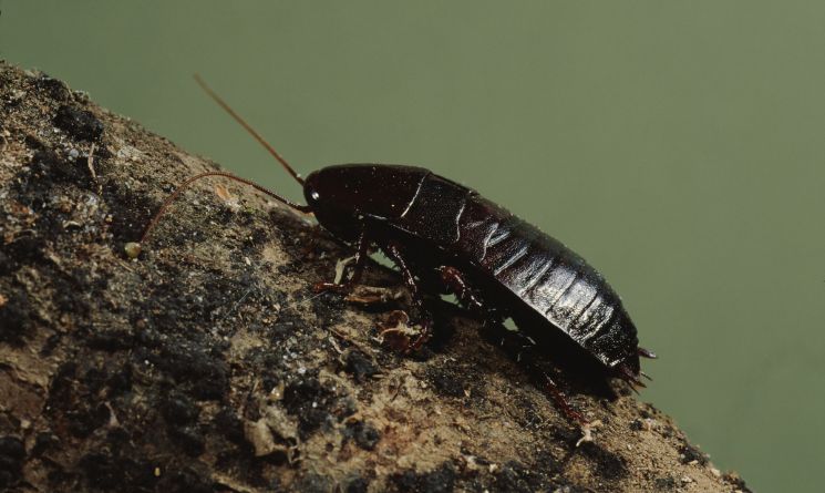 Oriental Cockroach Scientific Name: Blatta orientalis