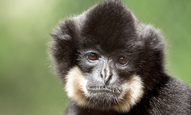 Primate Gibbon by Artush