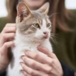 Person gently holding and petting a cat, representing the care and comfort provided through cat sitting services.
