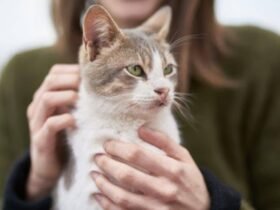 Person gently holding and petting a cat, representing the care and comfort provided through cat sitting services.