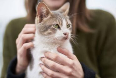 Person gently holding and petting a cat, representing the care and comfort provided through cat sitting services.